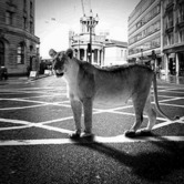 Ένα κλουβί άγριων θηρίων