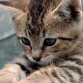 Ο Γάτος Κρου