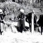 Κολέντα, μπάμπω, κολέντα